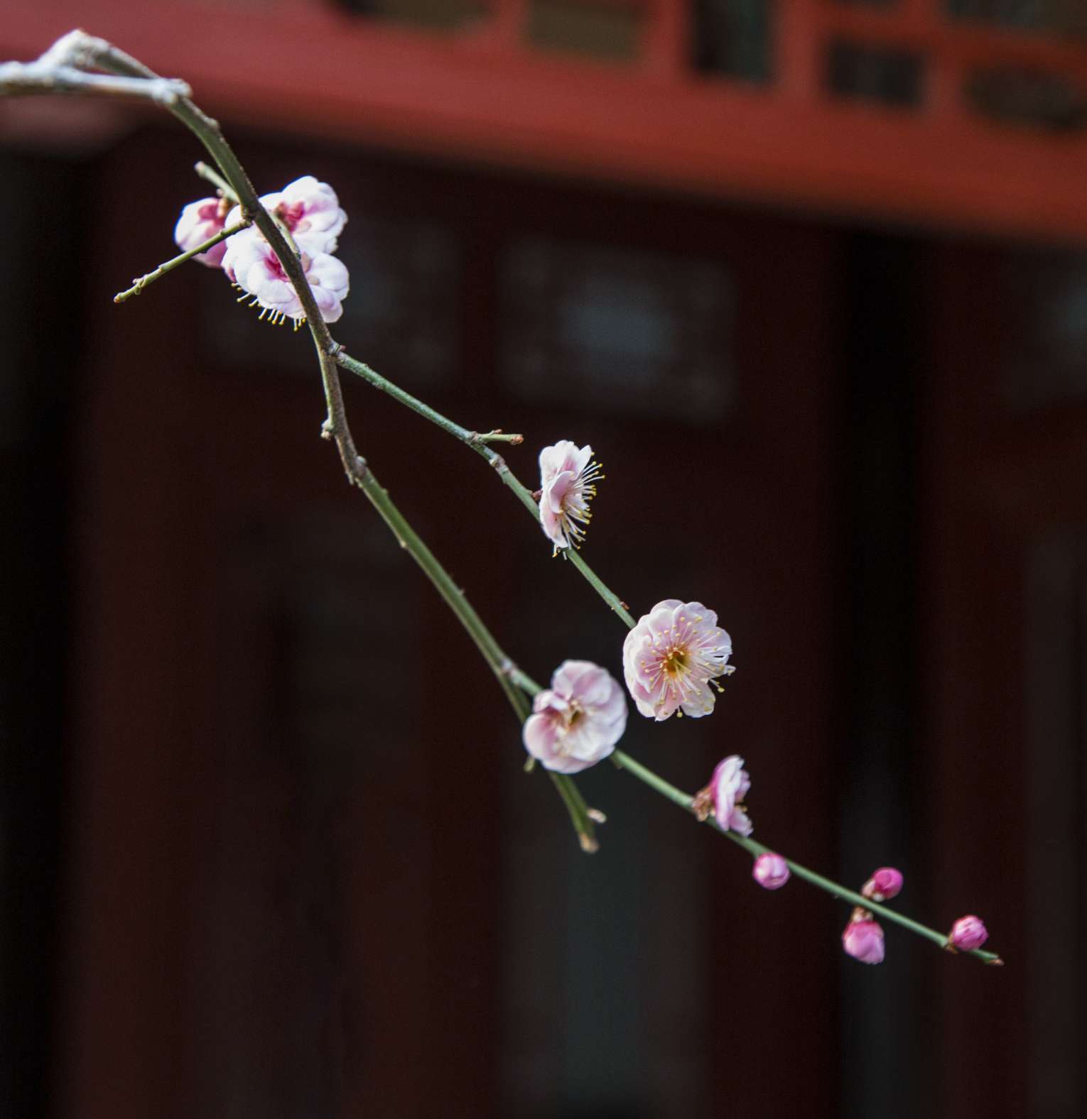 美丽梅花黑背景摄影