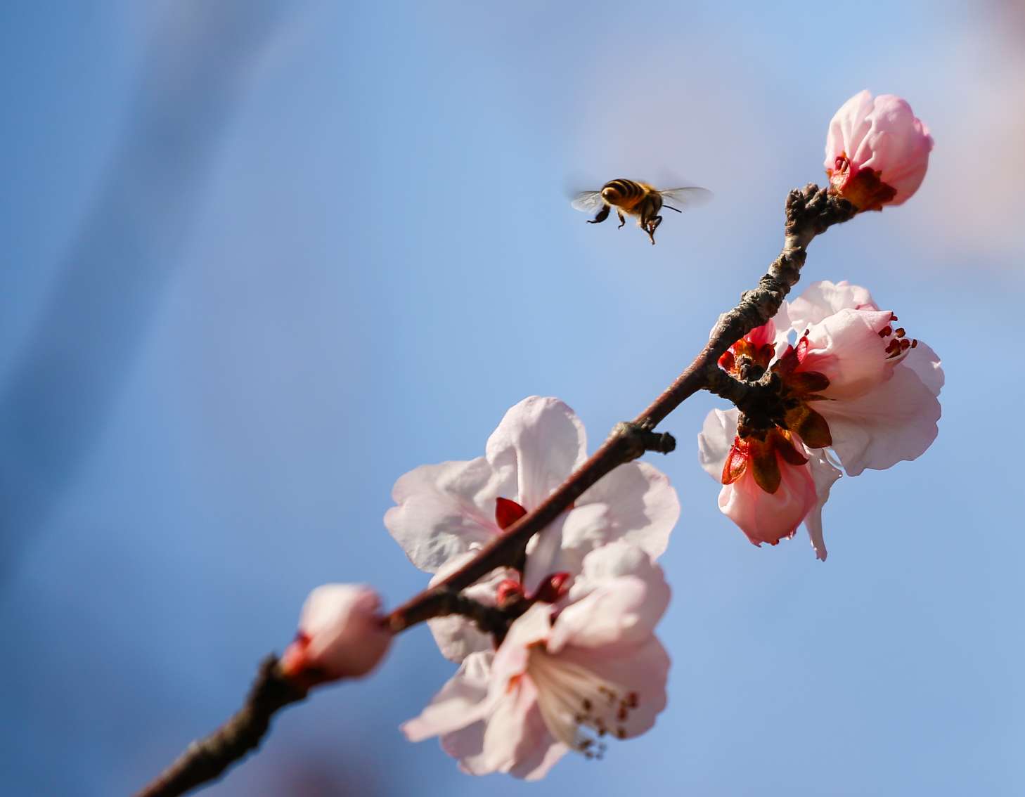 济南千佛山的山桃花开了,引得无数蜜蜂飞舞采蜜,酷似一幅幅蜂花恋春图