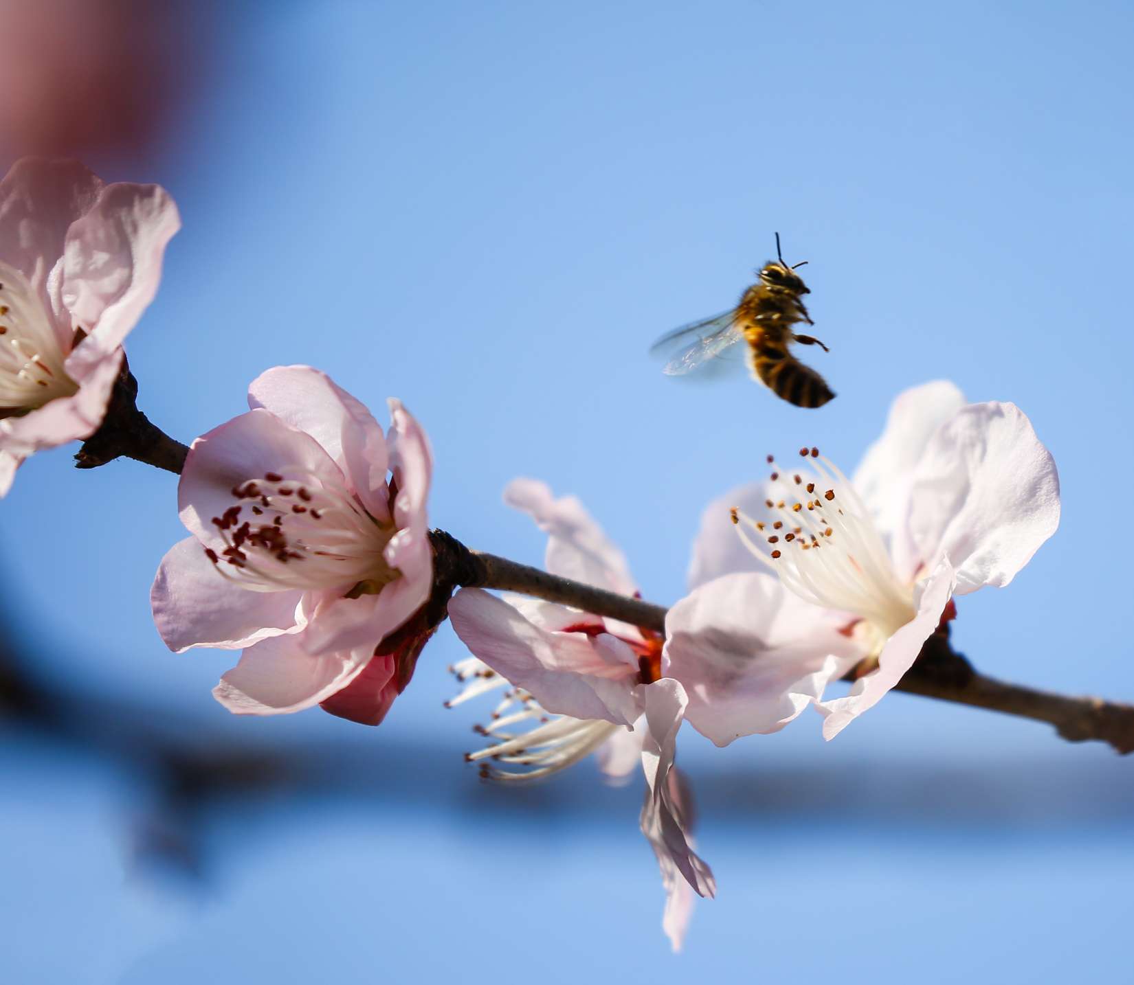 济南千佛山的山桃花开了,引得无数蜜蜂飞舞采蜜,酷似一幅幅蜂花恋春图