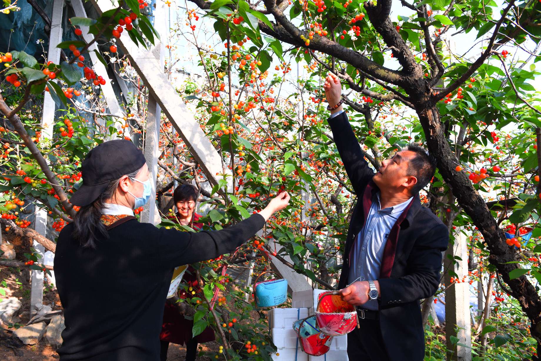 山东安丘大棚小樱桃抢鲜上市