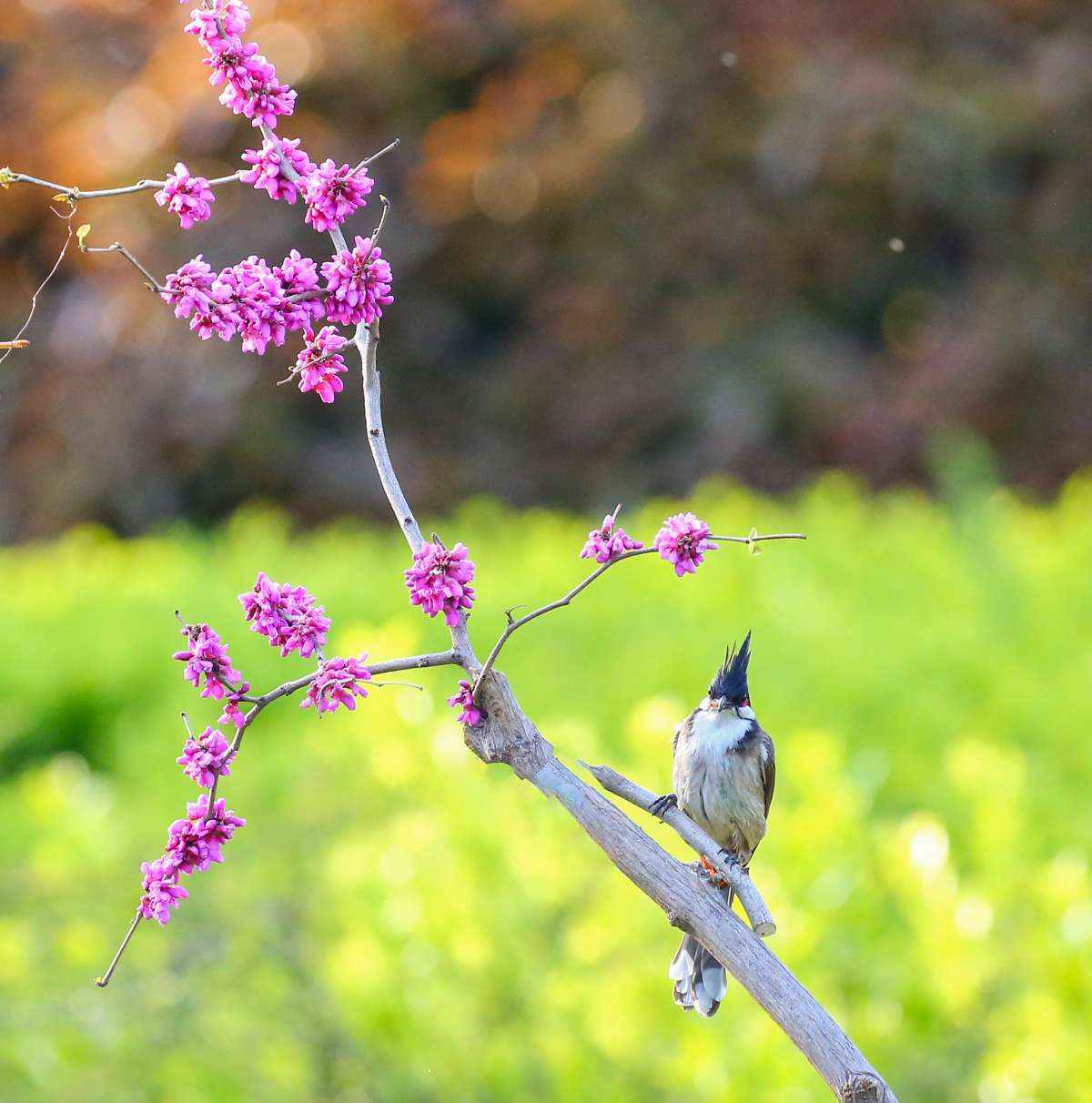 花開鳥鳴迎春紅耳鵯