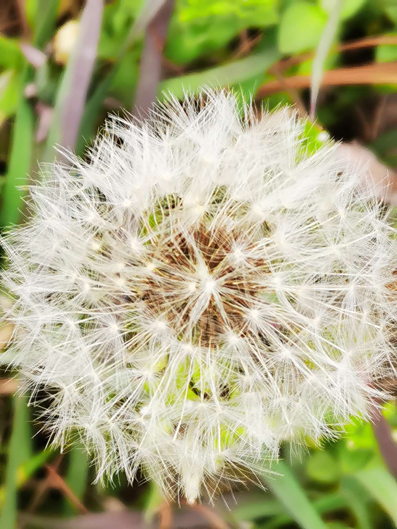 蒲公英花颜色图片