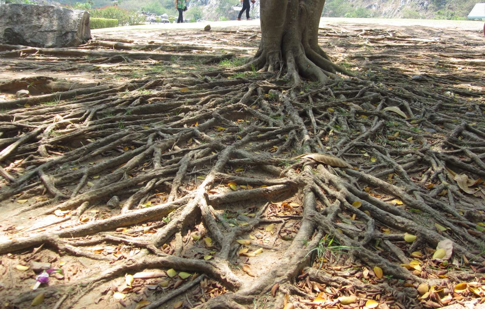 树根为了树木的生长 ,拼尽全力地探寻扎入大地的通道,顽强的近似疯狂