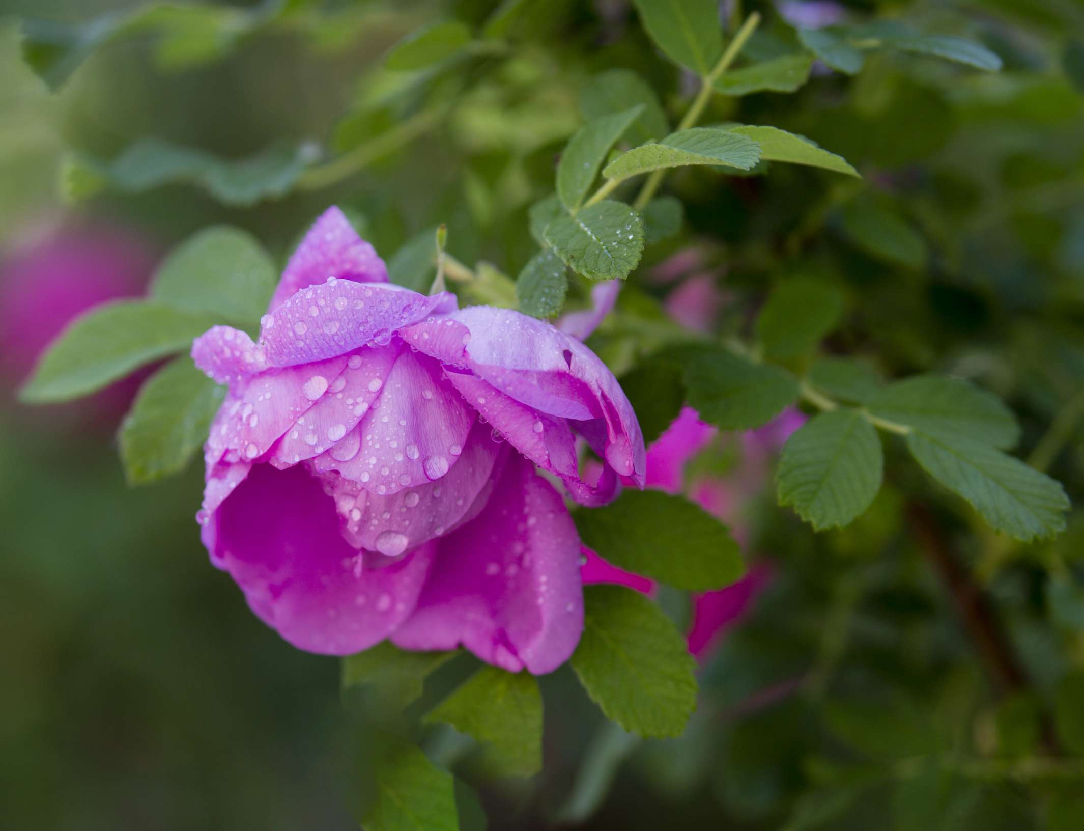 济南市花玫瑰绽放花香芬芳扑鼻幽香醉人