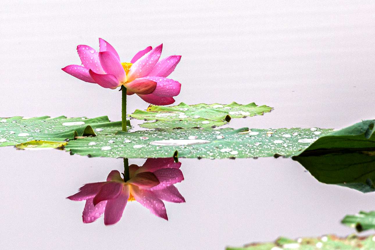 雨露荷花分外妖嬈