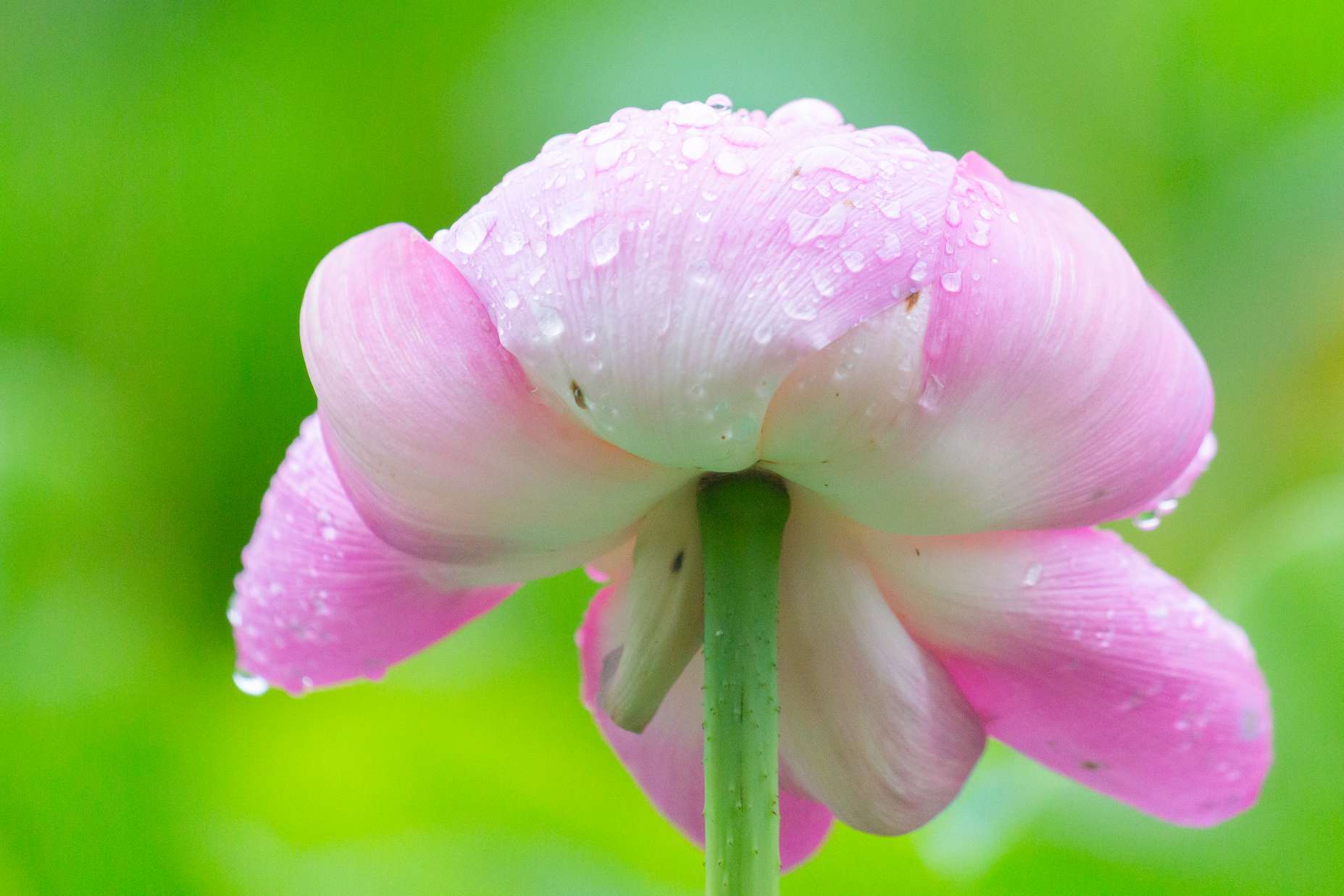 清晨雨露图片 莲花图片