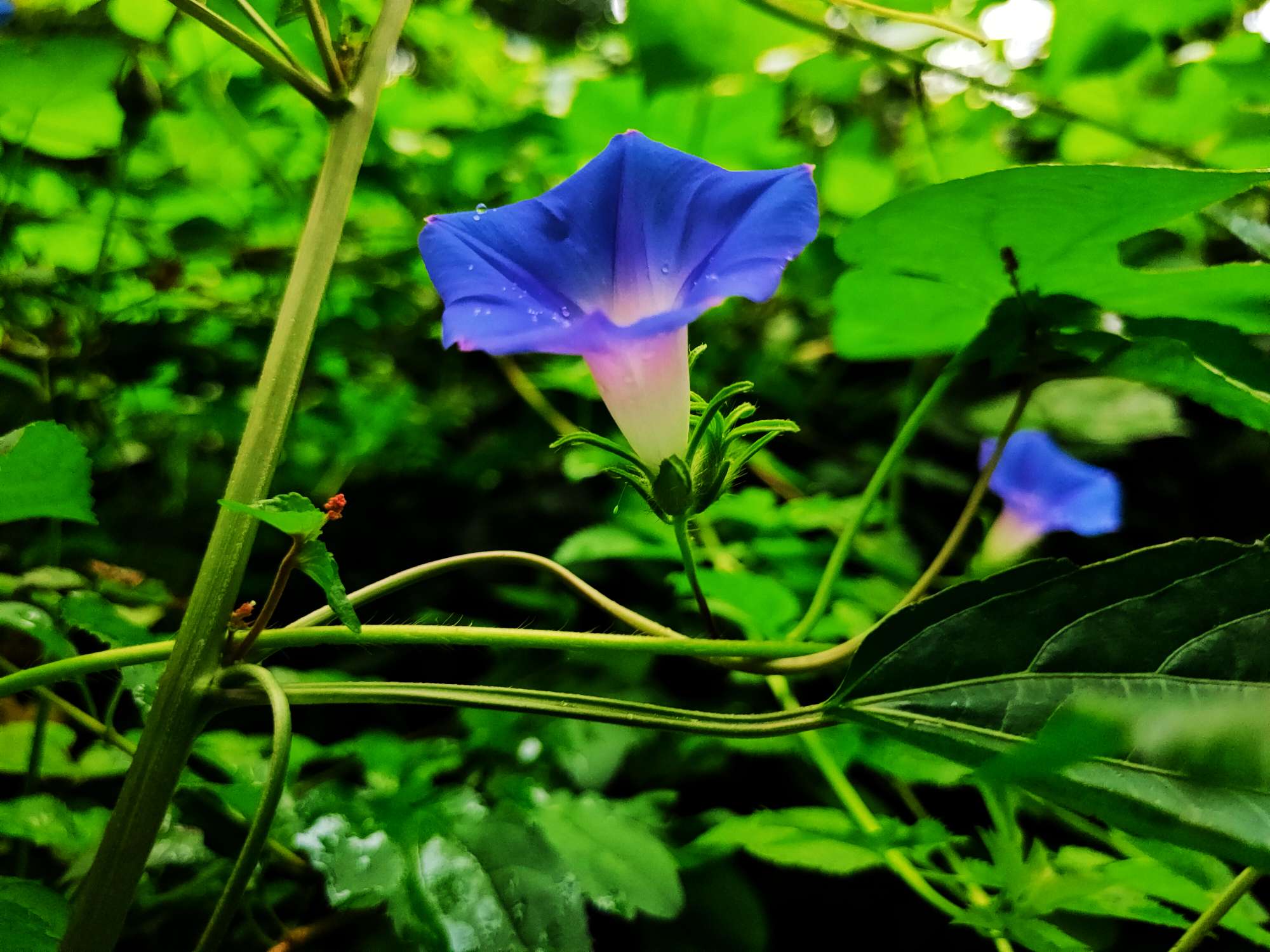 美丽的牵牛花图片大全图片