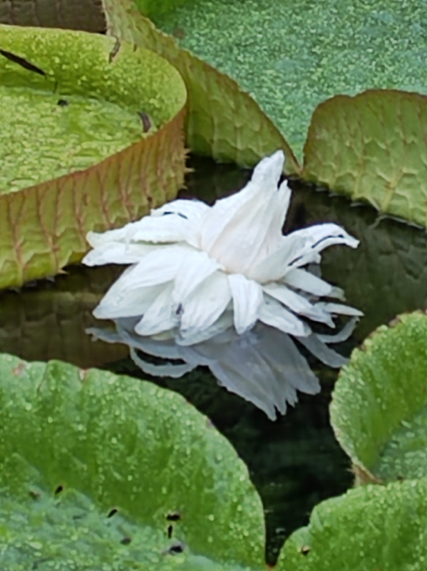 王莲花个人信息图片