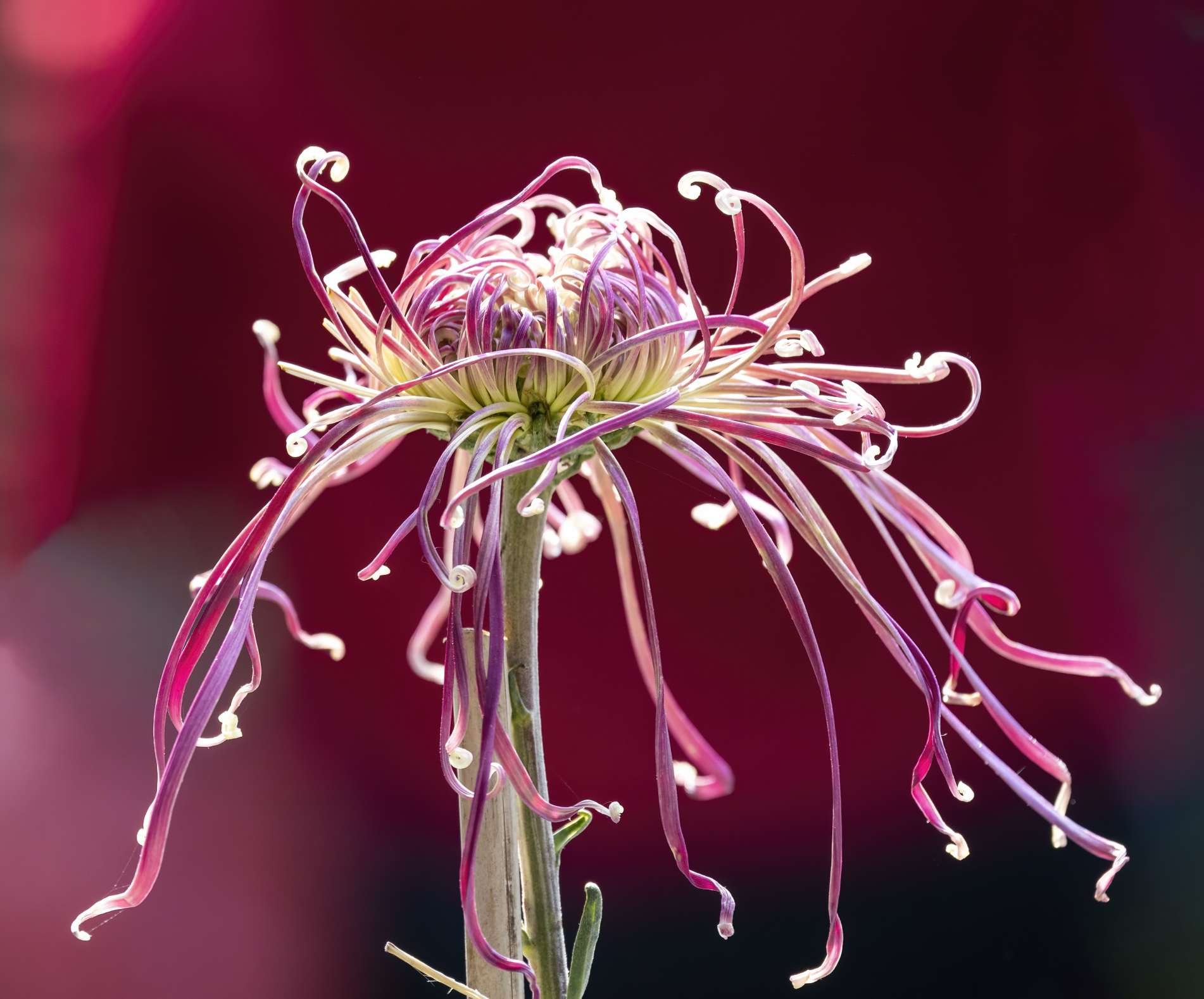 菊花图片大全唯美图片