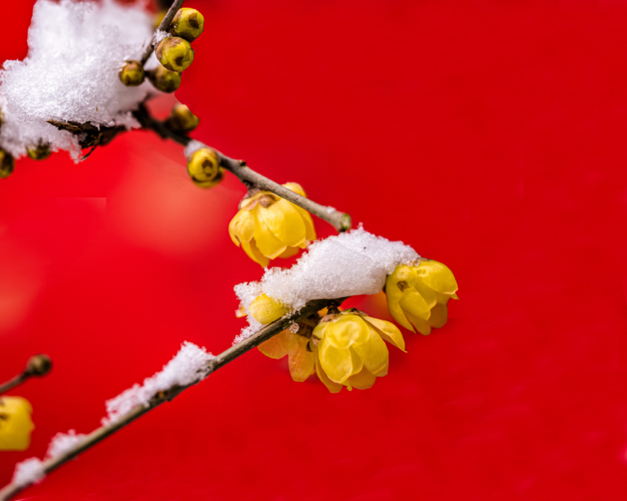 济南蓝石大溪地小区腊梅傲雪怒放