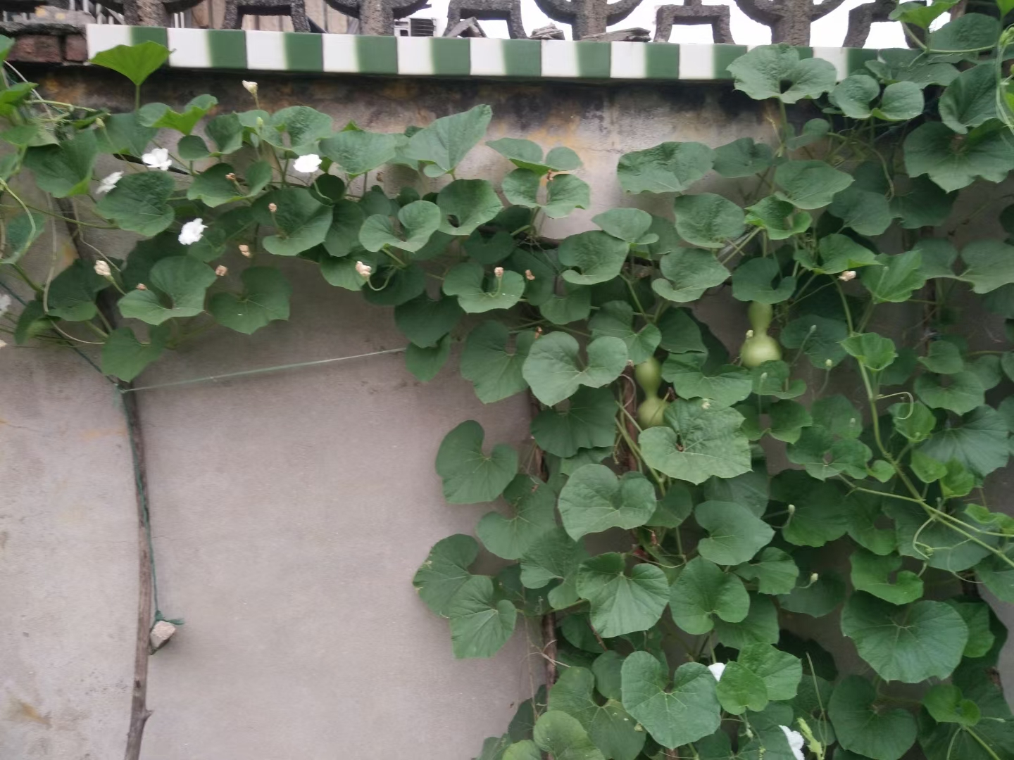 春天在老家种下一棵葫芦