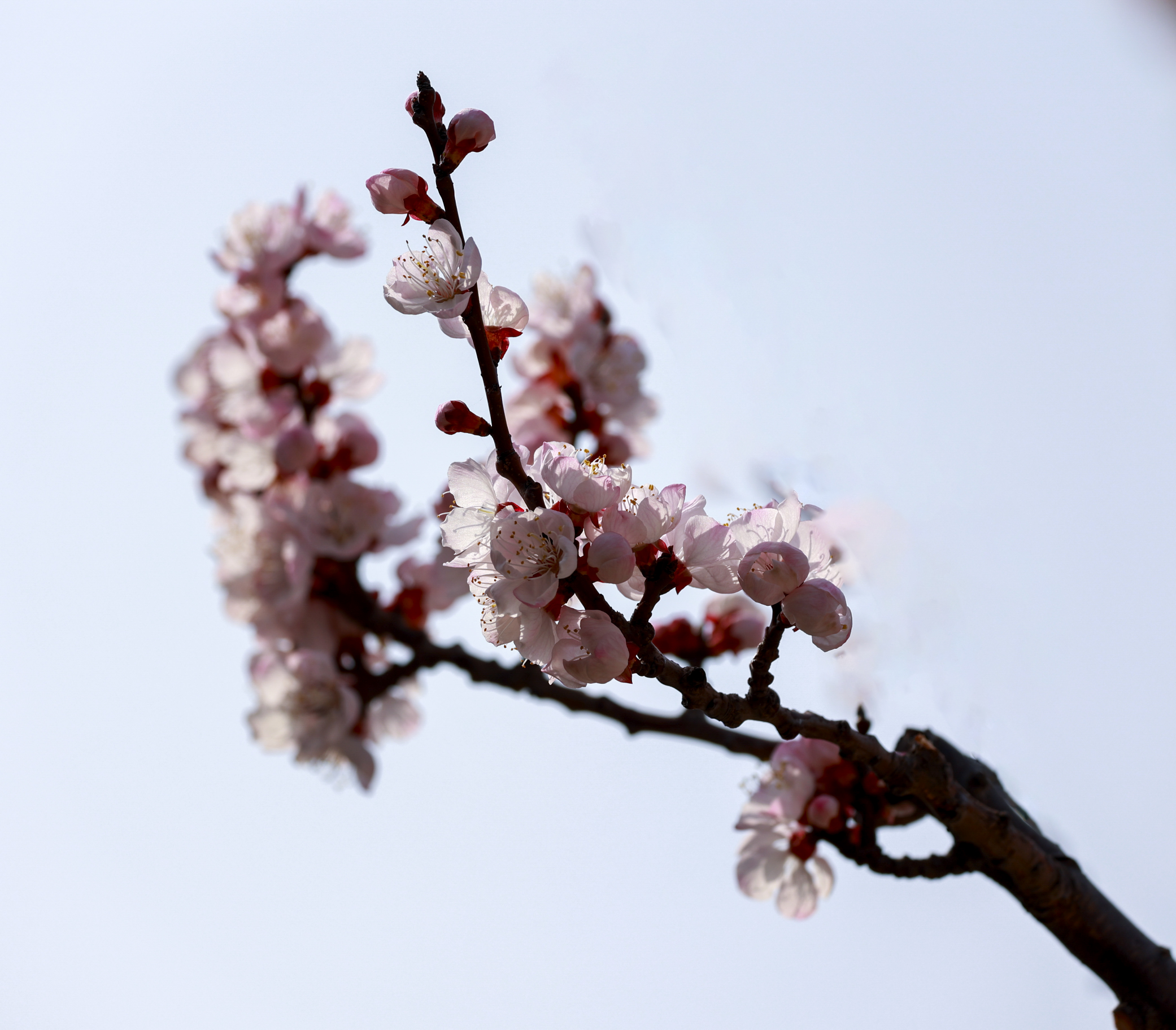 又是三月杏花开