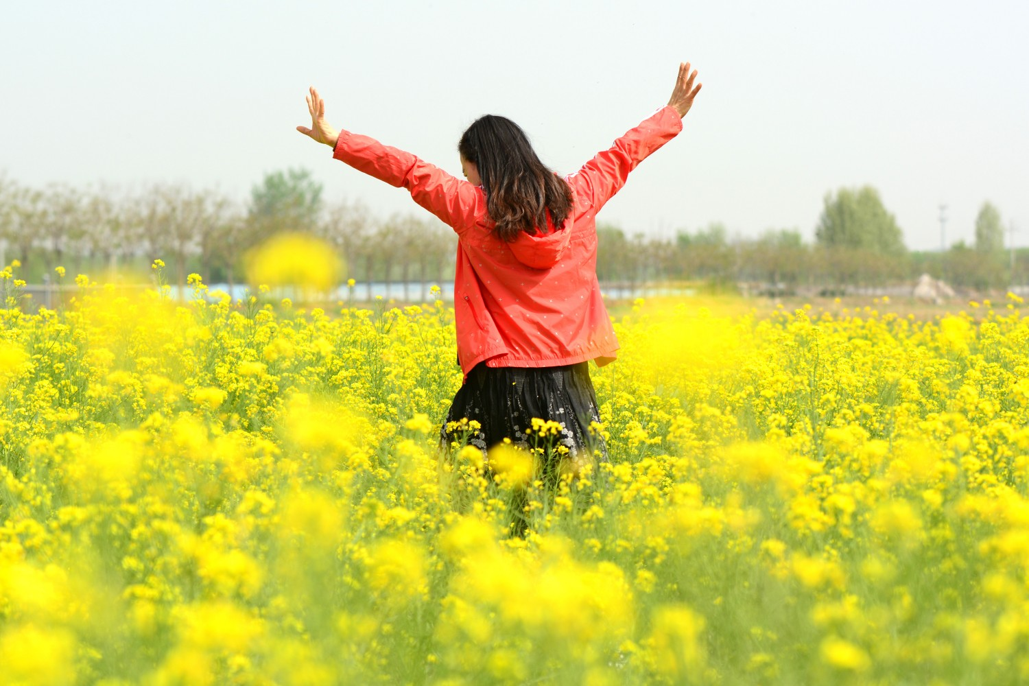 山东油菜花图片