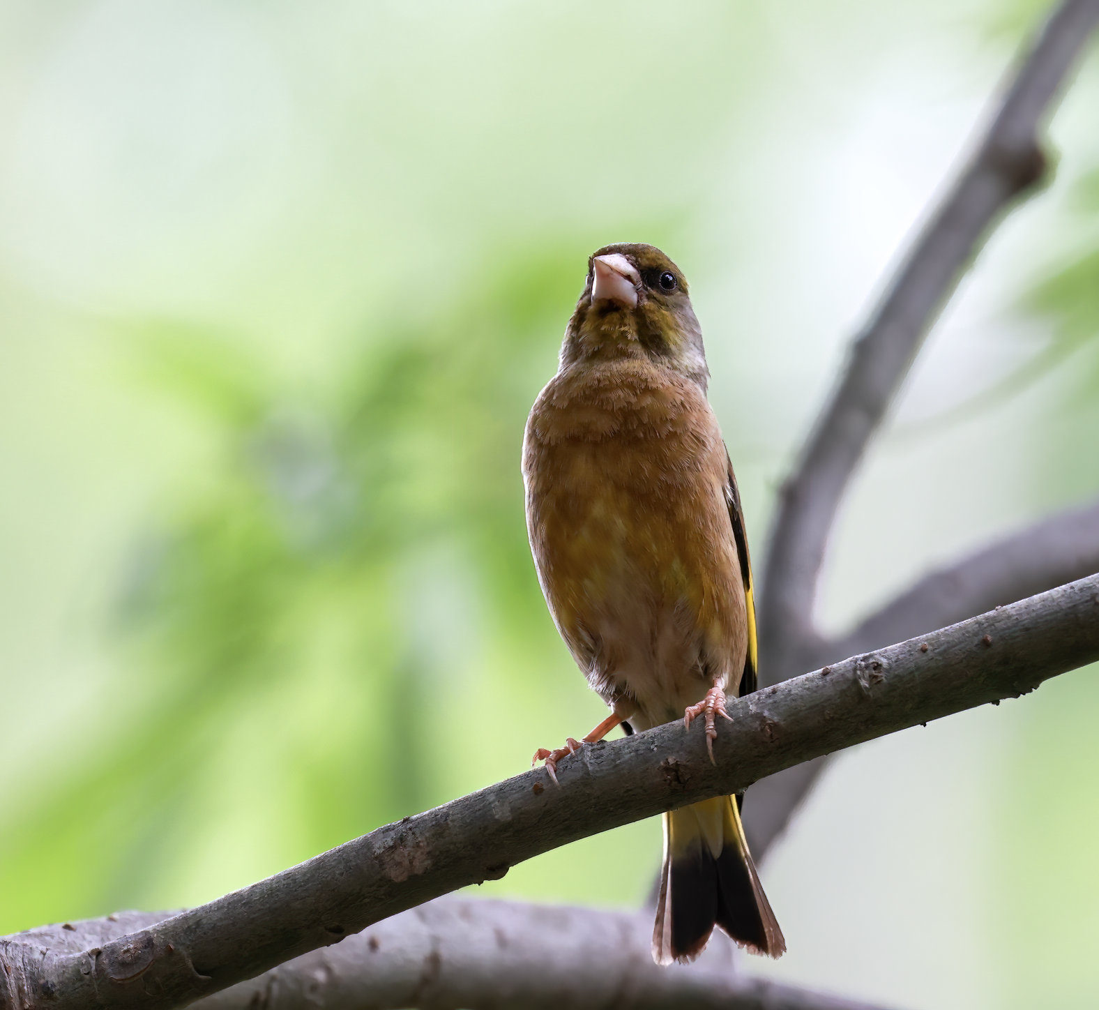 高清野生鸟漂亮的金翅雀