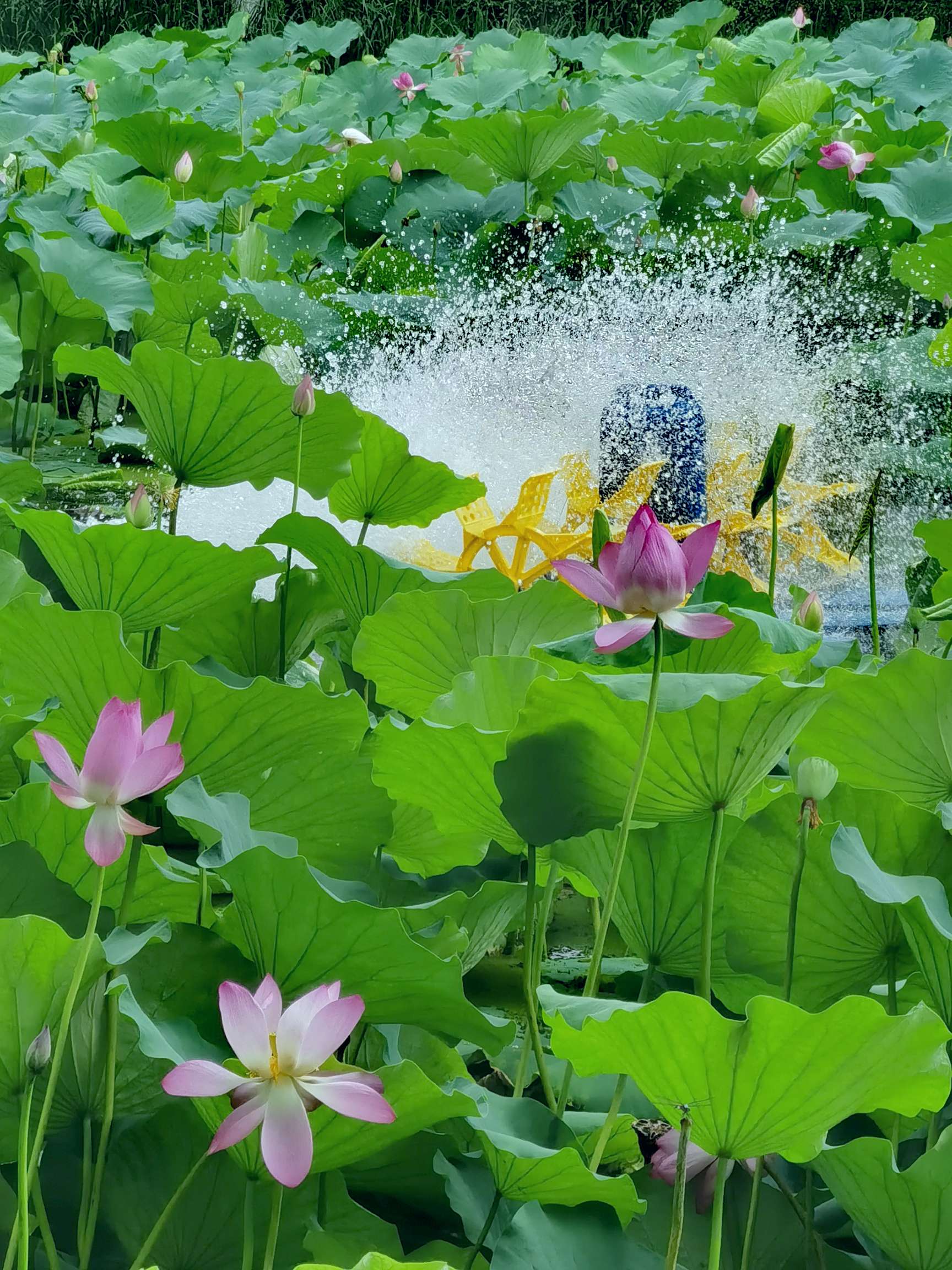 小荷早露尖尖角,已有蜻蜓立上头.