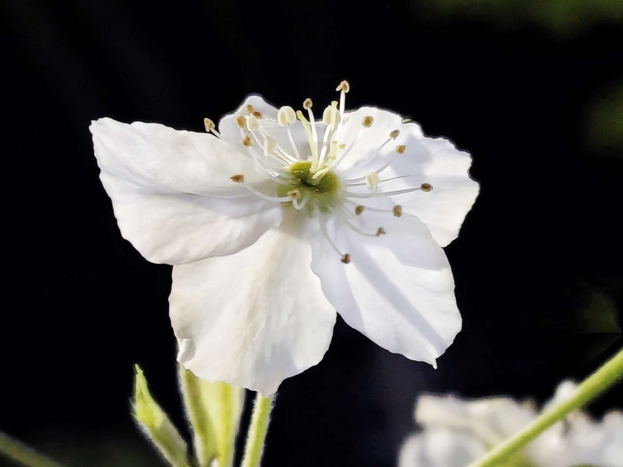 错了季节任性梨树花想开就开