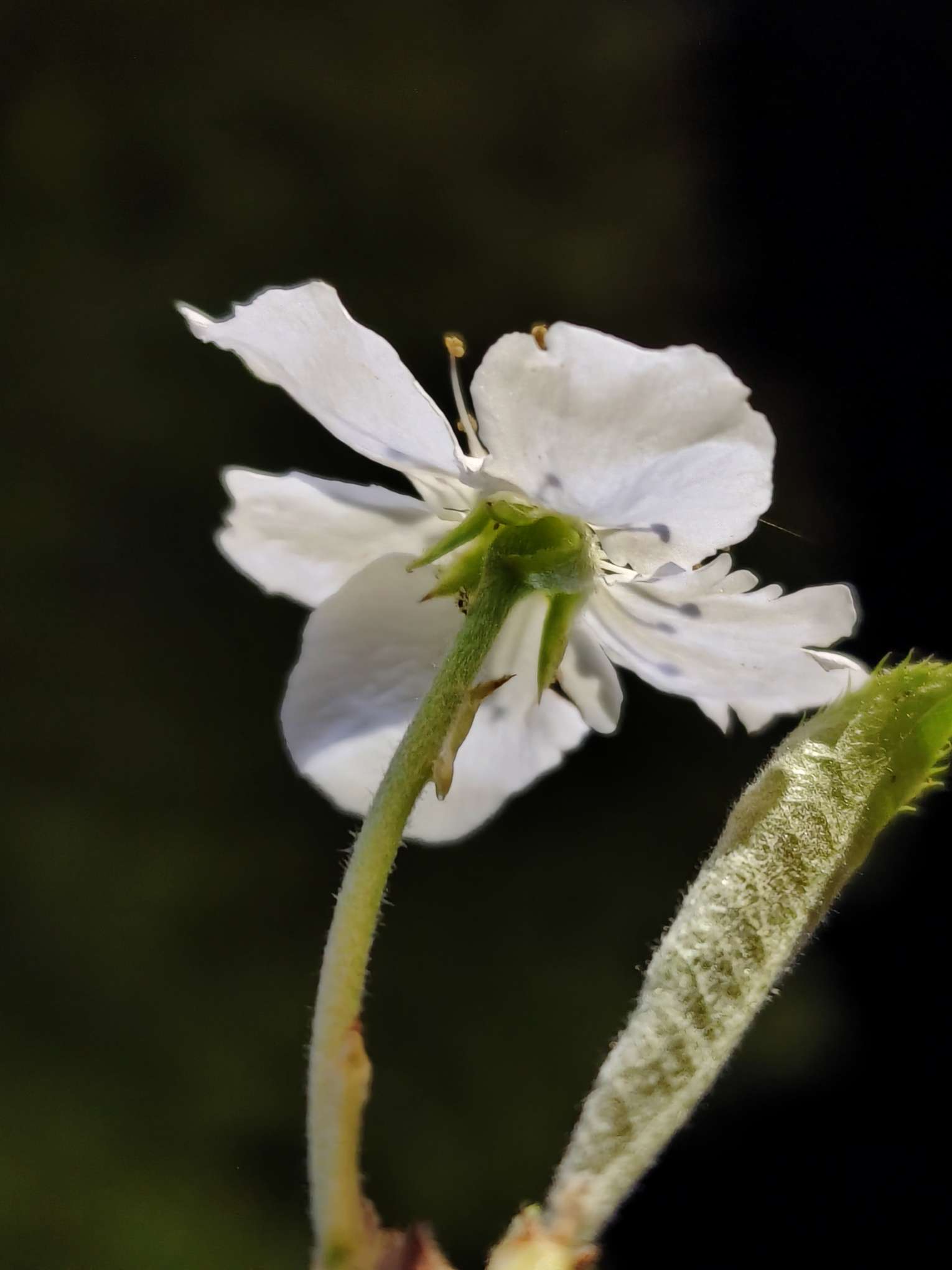 错了季节任性梨树花想开就开