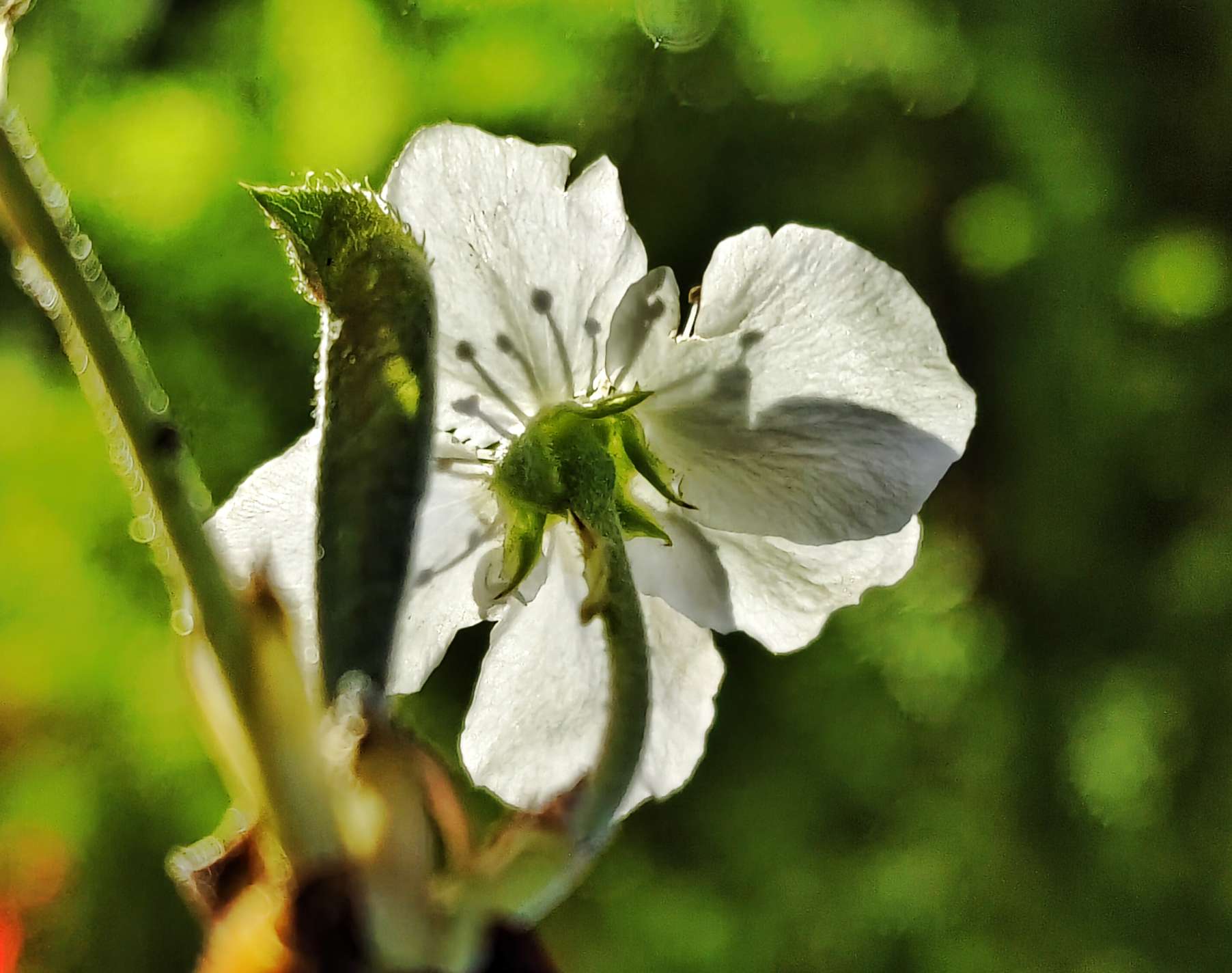 错了季节任性梨树花想开就开