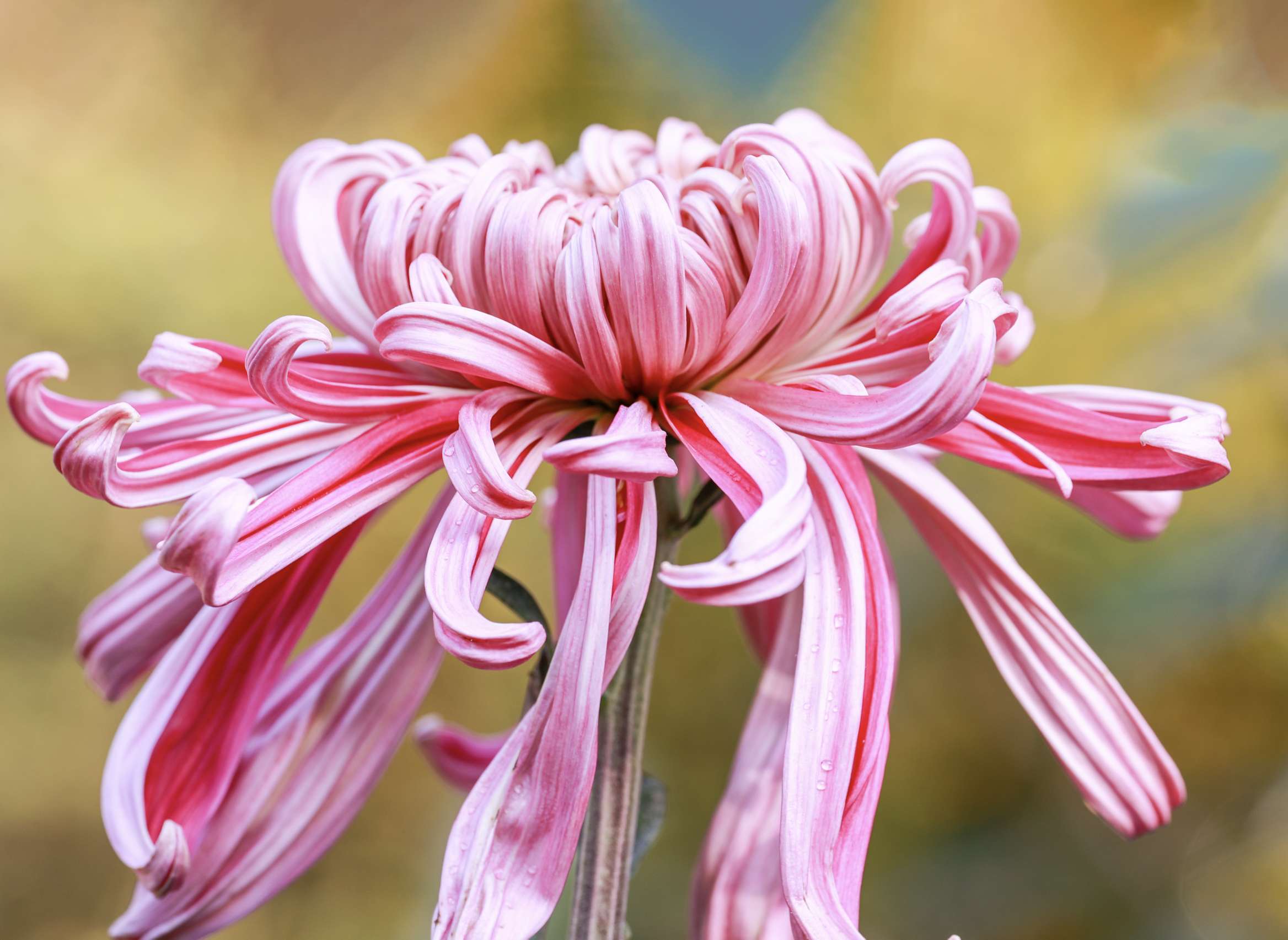 趵突泉菊花展