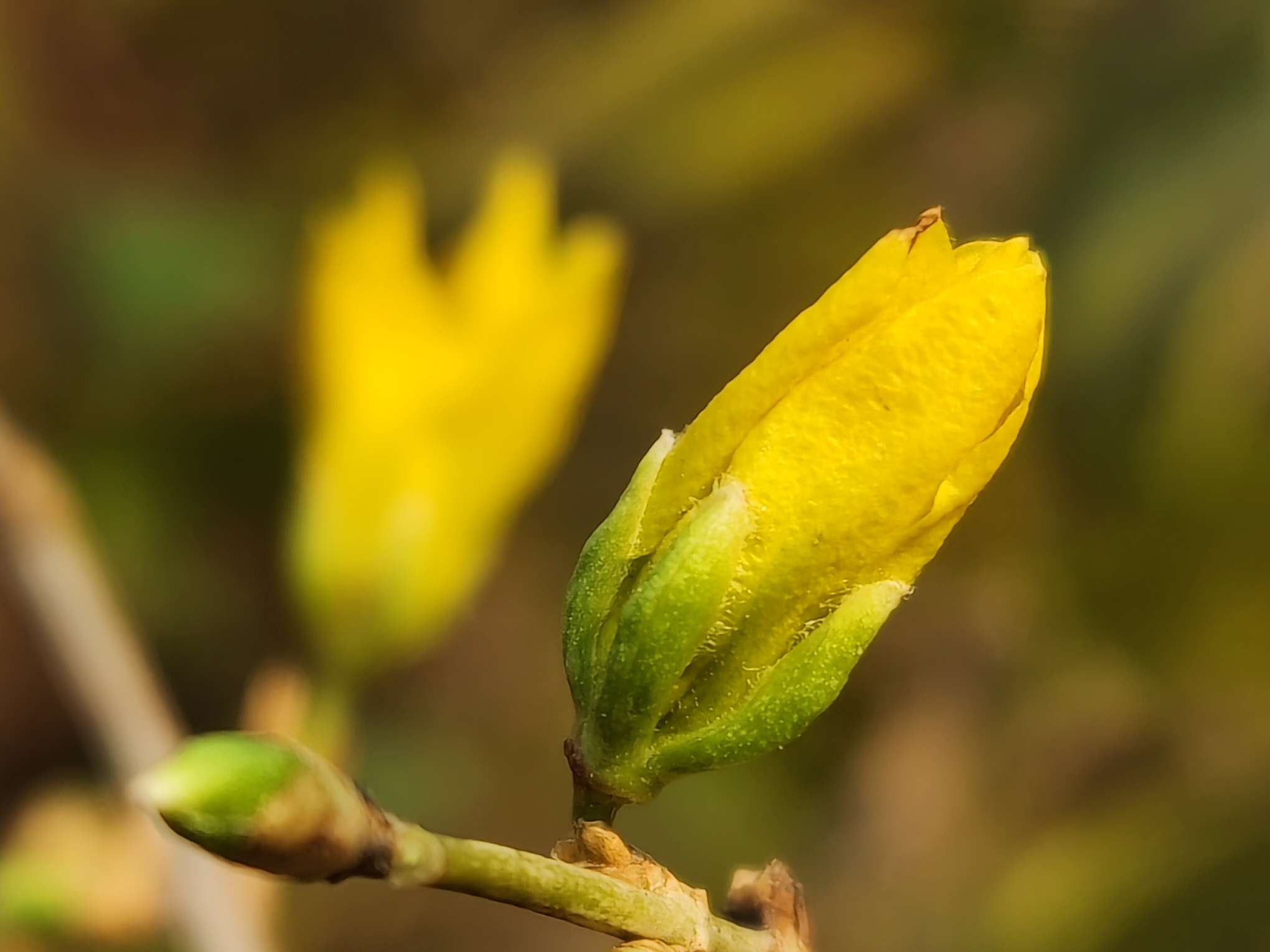 任性迎春花冬日想开就开