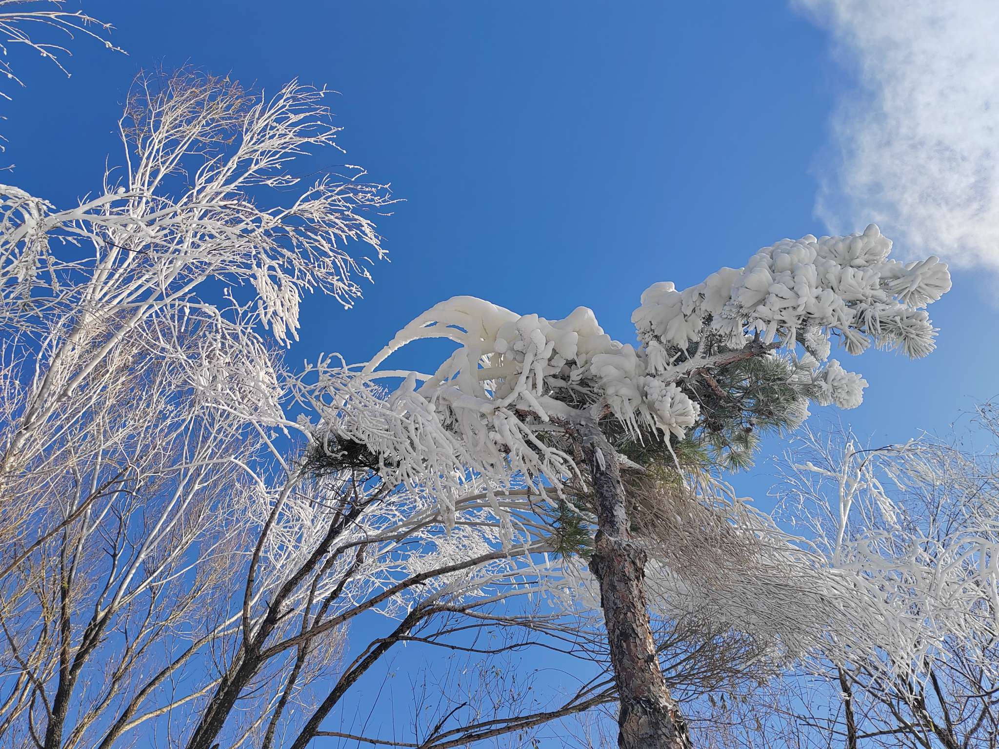 济南也有雪乡啦跑马岭已开启造雪模式冬日时光享美景