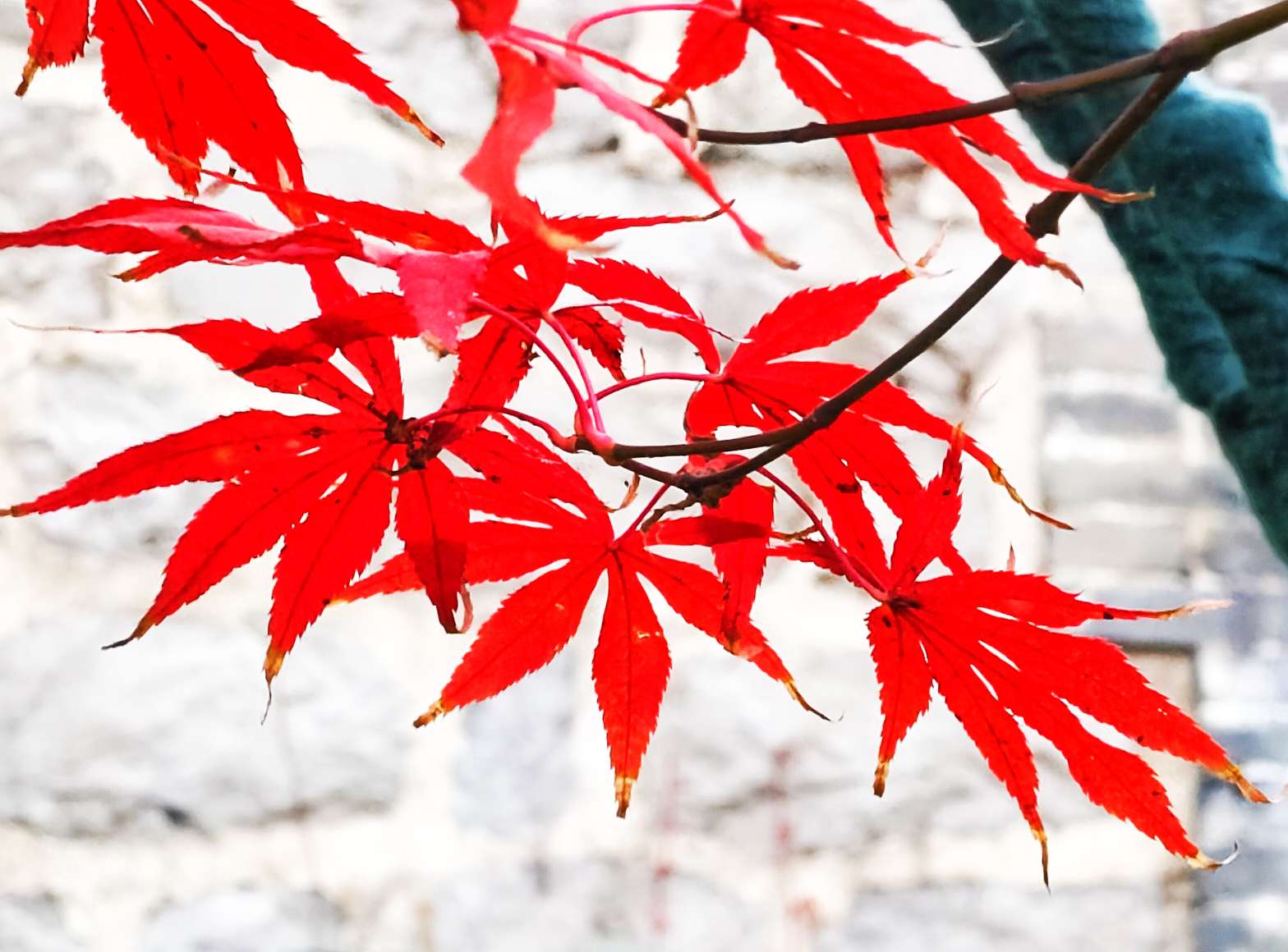 红枫叶 真实图片