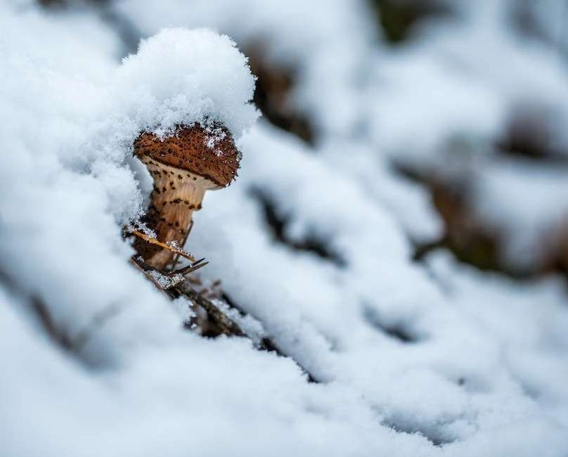 雪花落处是故乡