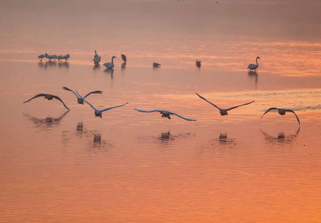 清晨时分济南黄河北沉砂池天鹅湖天鹅悠闲自在地嬉戏飞翔美如画
