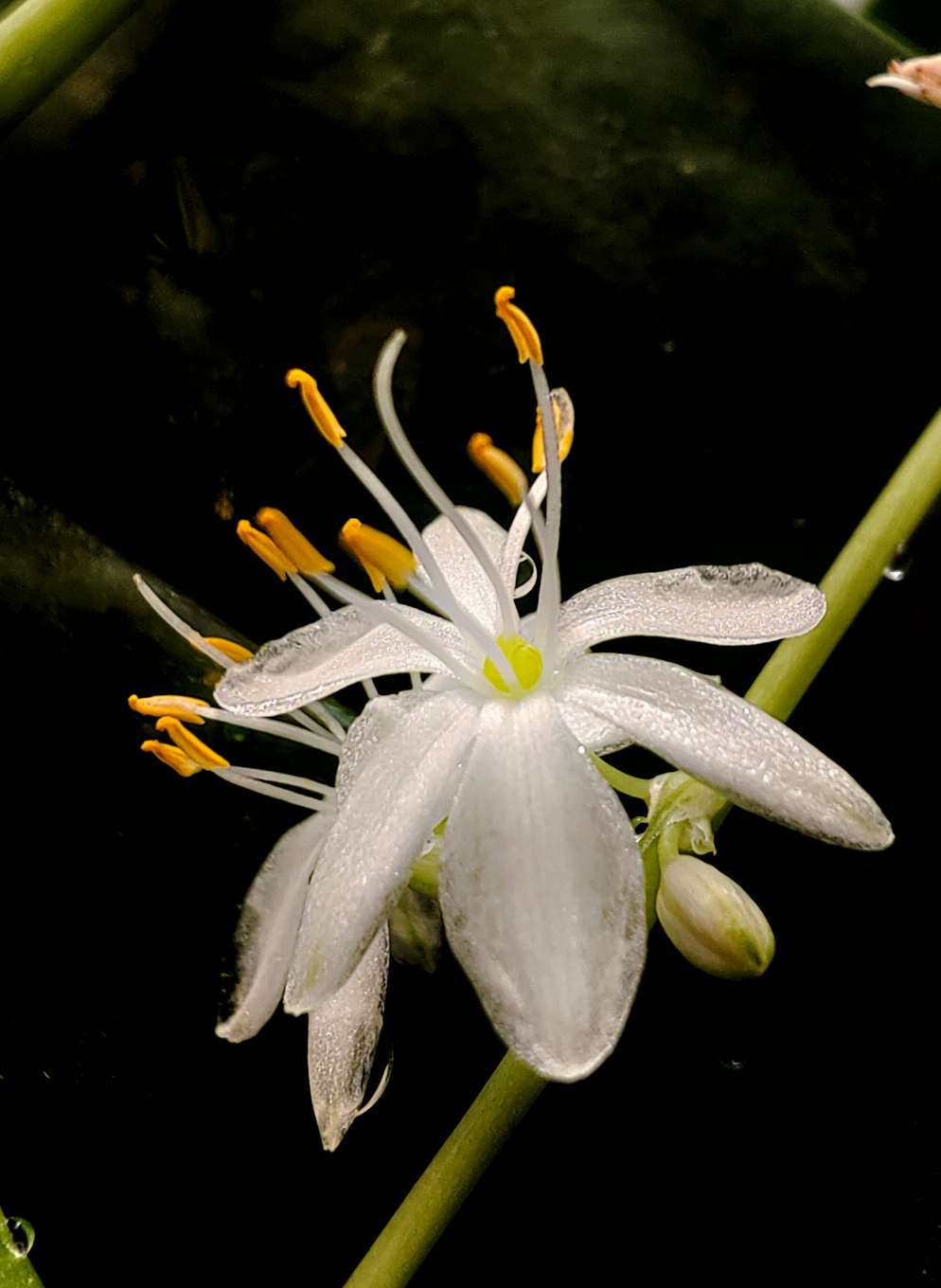 吊兰开花好运降临