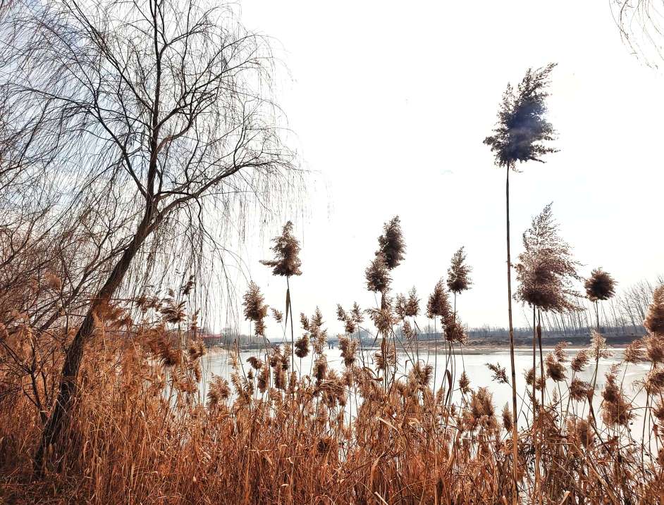 白马河畔芦花美雪白花絮满天飞