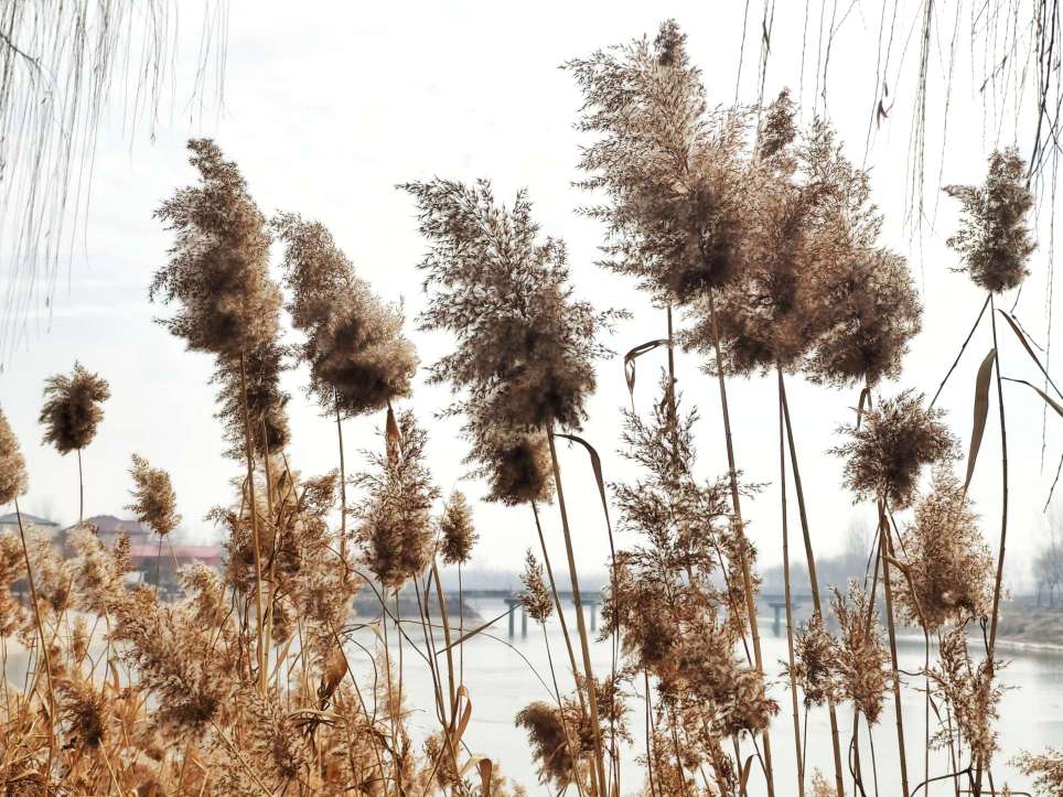 白马河畔芦花美雪白花絮满天飞