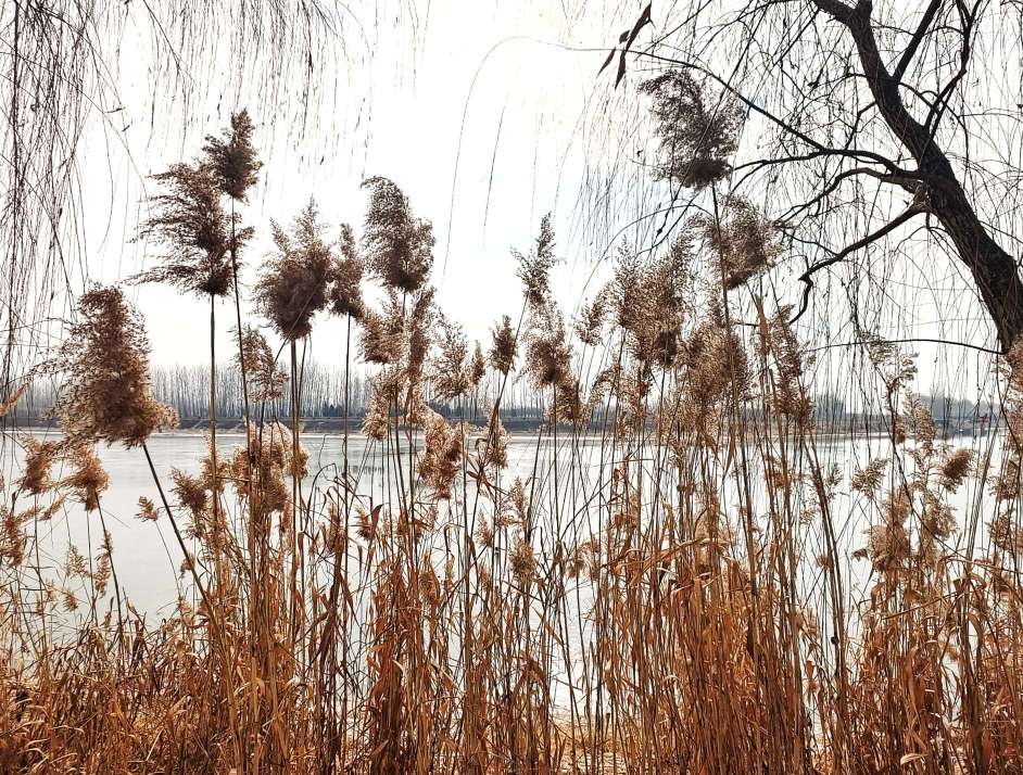 白马河畔芦花美雪白花絮满天飞