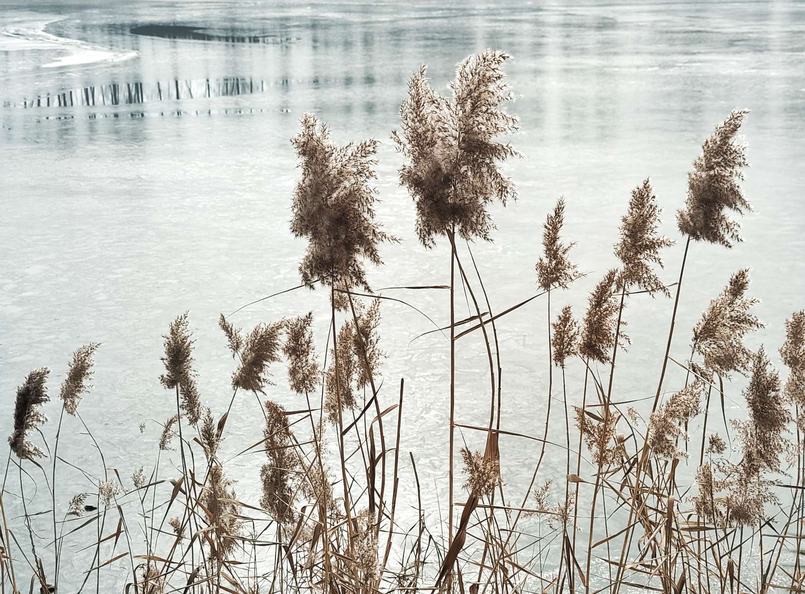白马河畔芦花美雪白花絮满天飞