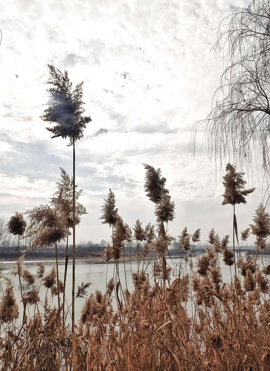 白马河畔芦花美雪白花絮满天飞