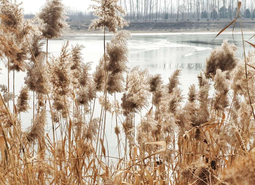 白马河畔芦花美雪白花絮满天飞