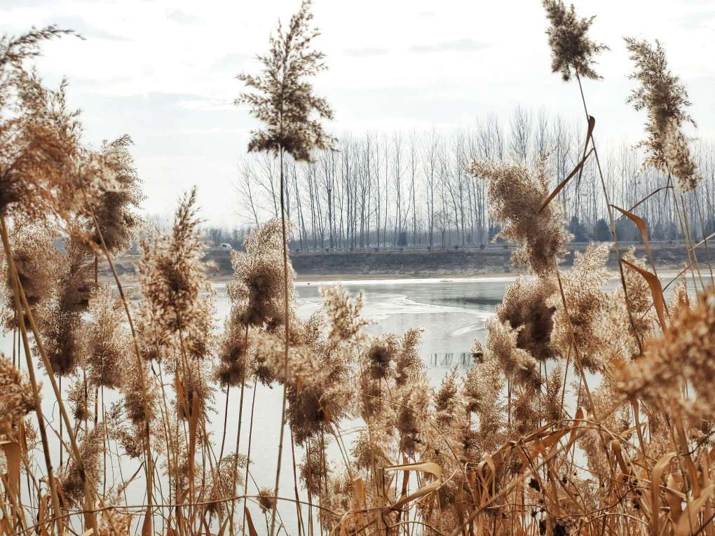 白马河畔芦花美雪白花絮满天飞