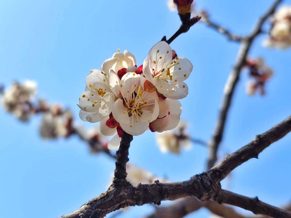 三月杏花开满园 春色撩人抵不住3月21日