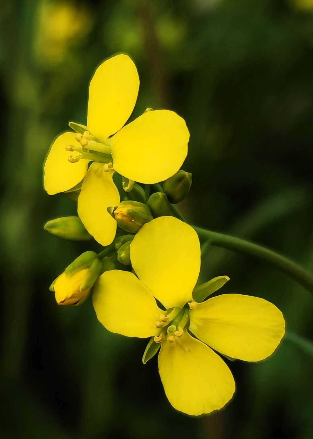 金灿灿油菜花点靓最美春天