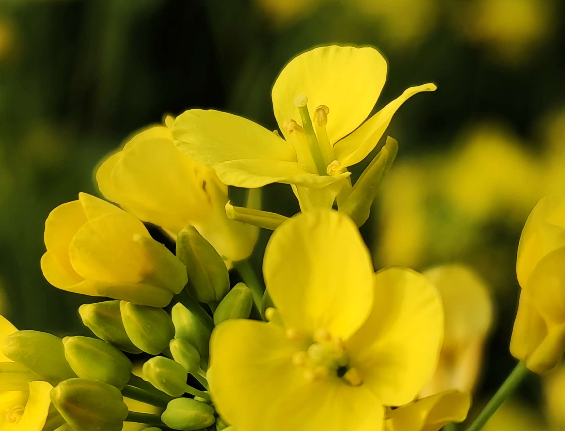 金灿灿油菜花点靓最美春天