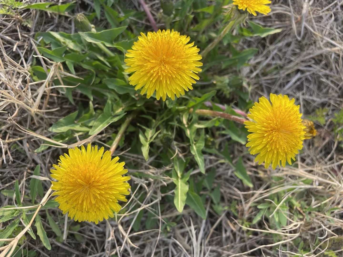 蒲公英花:盛开的植物宝藏