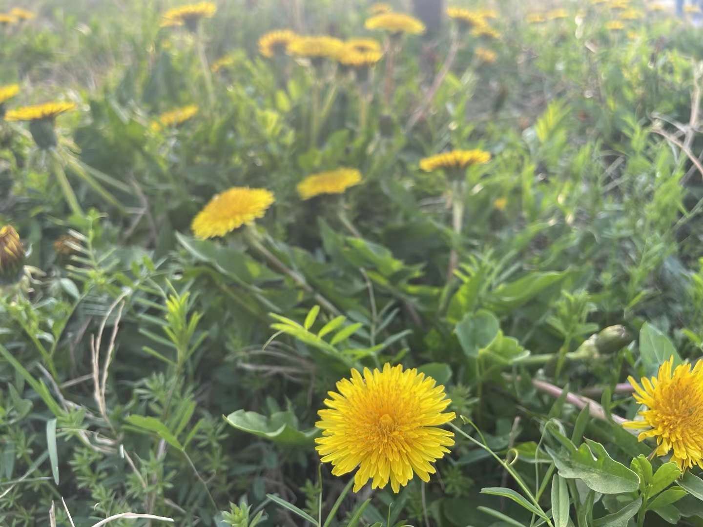 蒲公英花的样子图片