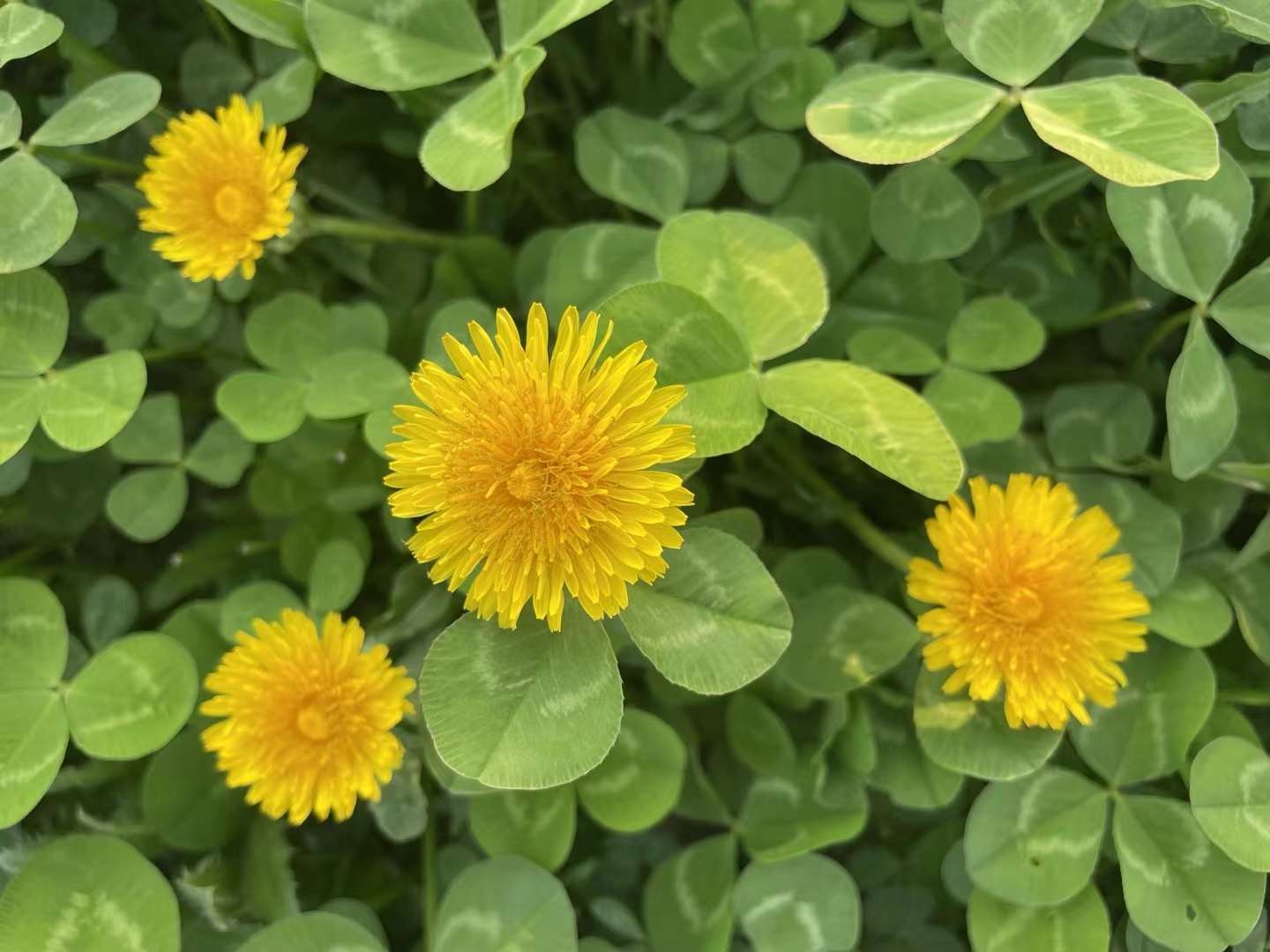 蒲公英花颜色图片