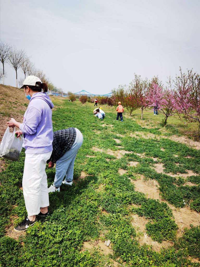 踏青郊游挖野菜