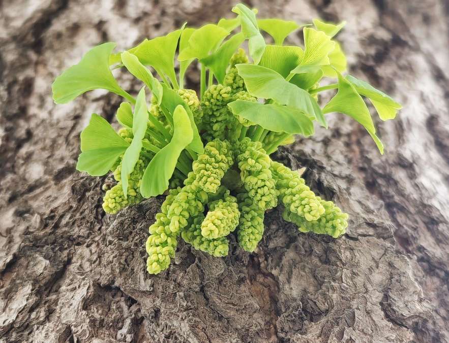 银杏树开花