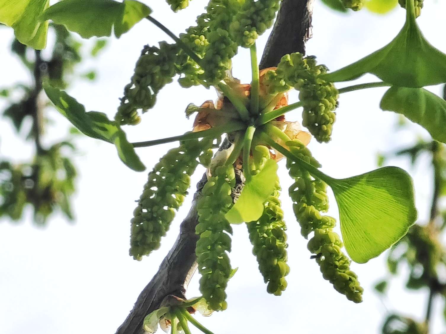 银杏树开花,见过吗?