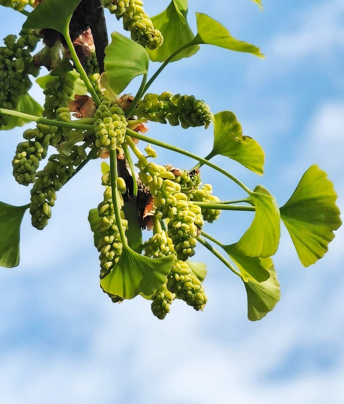 银杏树开花,见过吗?