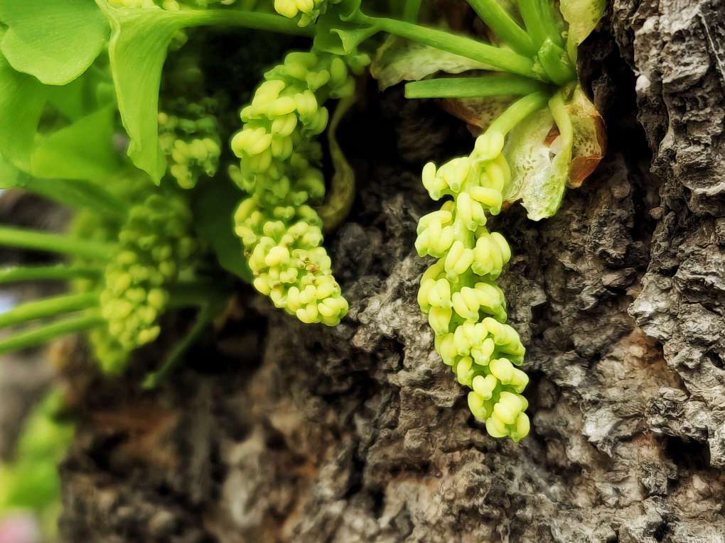 银杏树的花图片