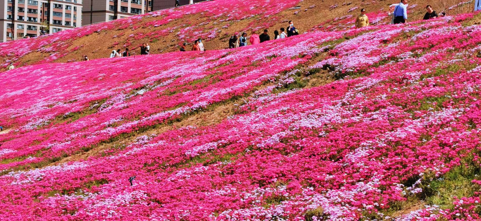 济南龙洞路花海图片