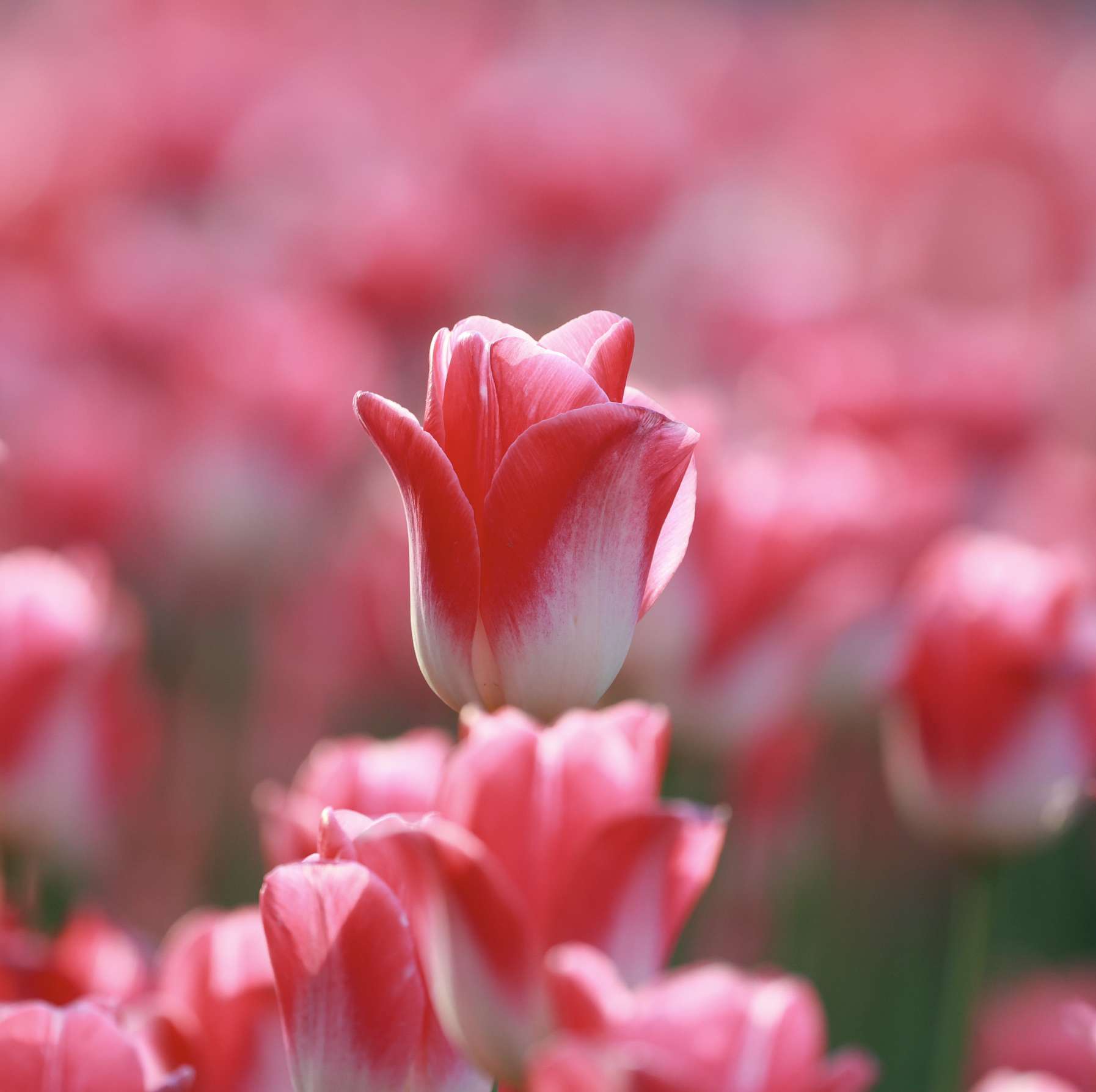 泉城广场郁金香花开