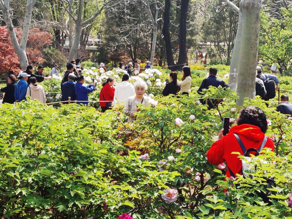 泉城公园牡丹园:牡丹花开,姹紫嫣红济南泉城公园里的牡丹园位于公园的